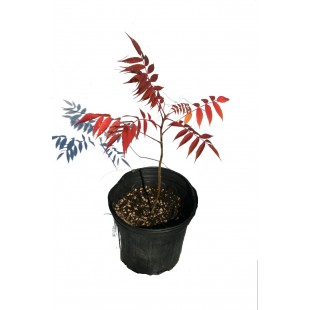 Sumac vinaigrier