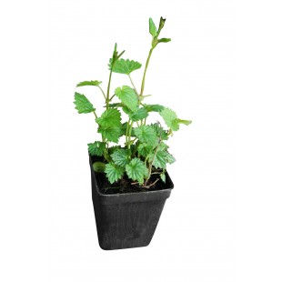 Petit plant de houblon de 1ère année TRIPLE...