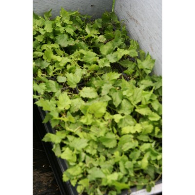 Petit plant de houblon - Commande de 50 et plus