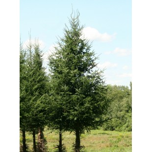  Sapin de Noël non taillé