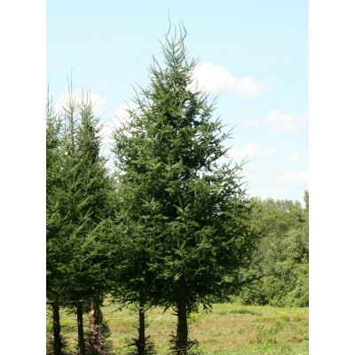  Sapin de Noël non taillé