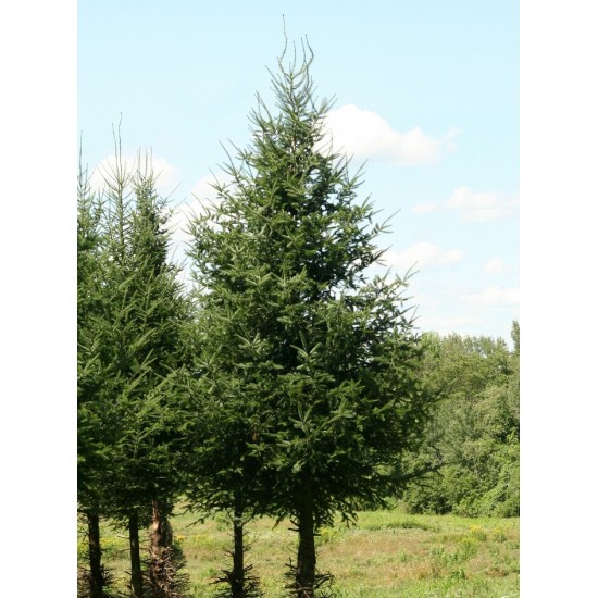  Sapin de Noël non taillé