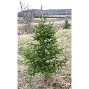  Petit sapin de Noël moche