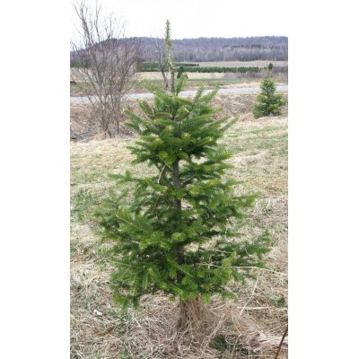  Petit sapin de Noël moche