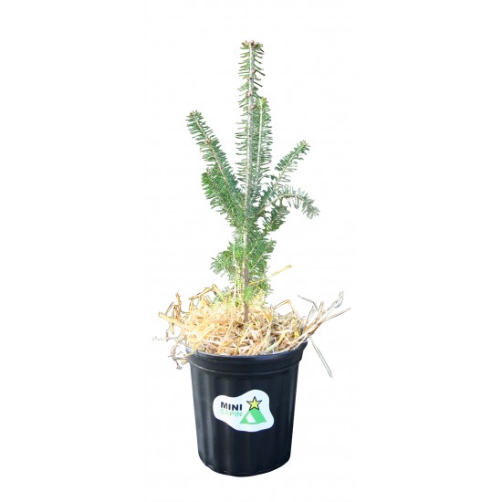  Mini Sapin en pot