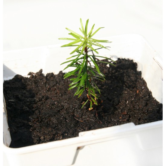  Bébé sapin - Commande de 10 et plus