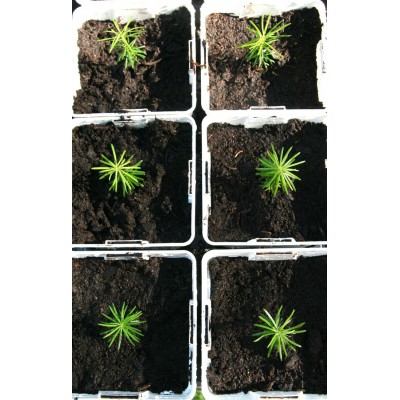  Bébé sapin - Commande de 10 et plus