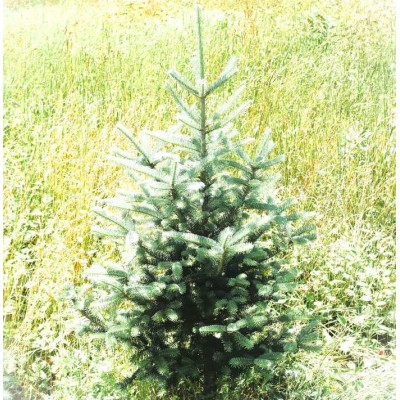 Sapin de Noël biologique