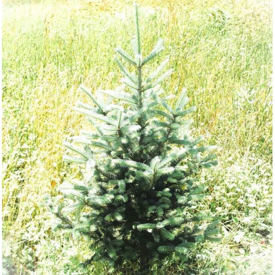  Sapin de Noël biologique