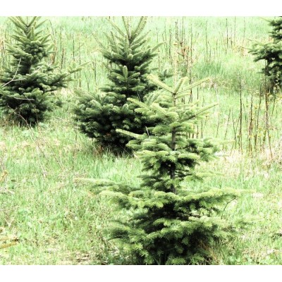  Sapin de Noël biologique