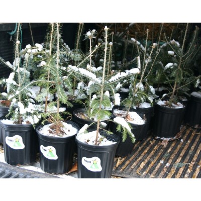  Mini Sapin en pot - Commande de 10 et plus