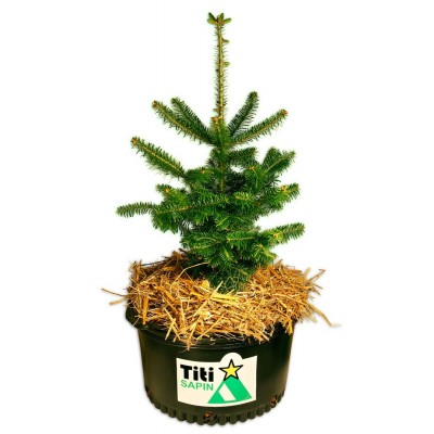   Le Titi Sapin - Commande de 10 et plus