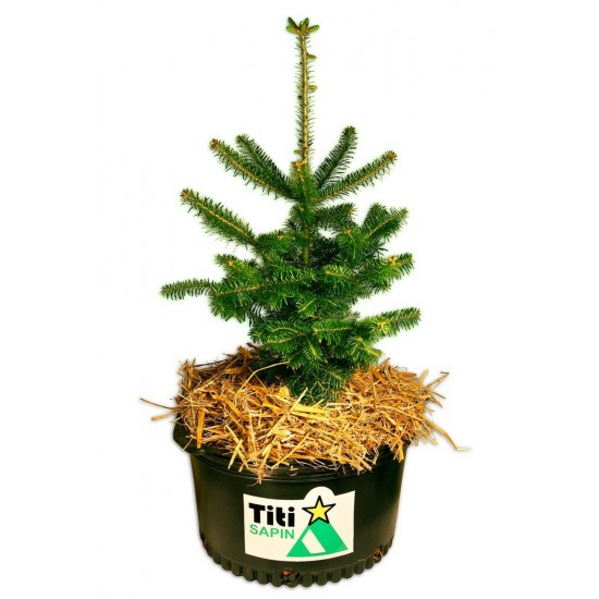   Le Titi Sapin - Commande de 10 et plus