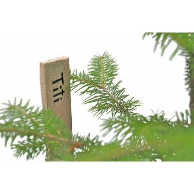   Le Titi Sapin - Commande de 10 et plus