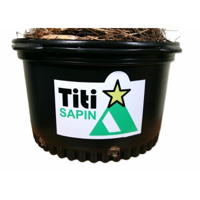   Le Titi Sapin - Commande de 10 et plus