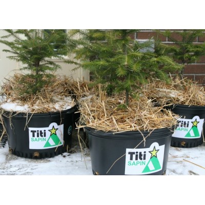   Le Titi Sapin - Commande de 10 et plus