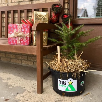  Le Titi Sapin - Commande de 10 et plus