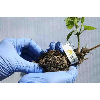 Rhizome de houblon, variété TEA MAKER