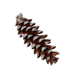 Cocottes de pin blanc (paquet de 6)