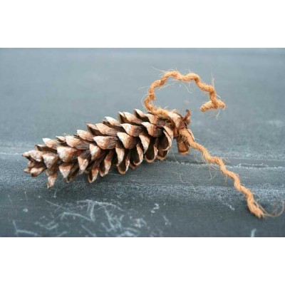 Cocottes de pin blanc (paquet de 6)