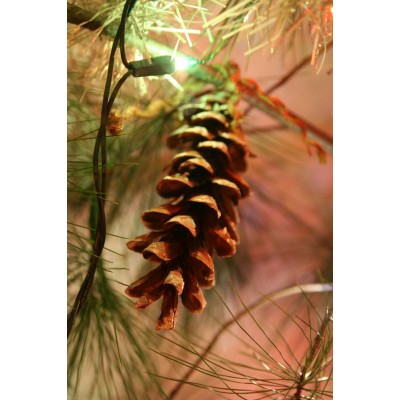 Cocottes de pin blanc (paquet de 12)