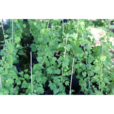 Plant de houblon de 1ère année, variété GALENA