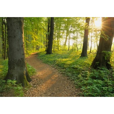 Promenade dans les bois