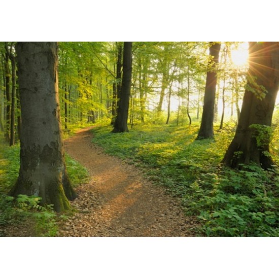 Promenade dans les bois