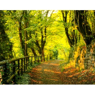 Joies d'automne