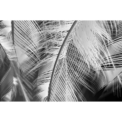 Murale Plumes Noires et Blanches