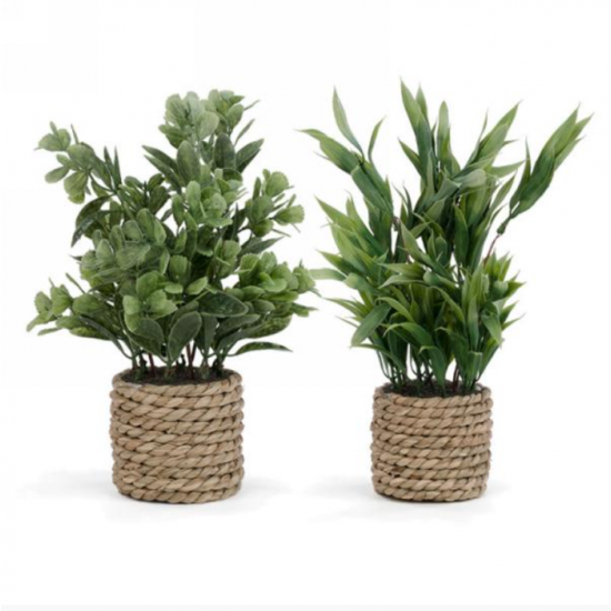 Plante Feuillage Rotin