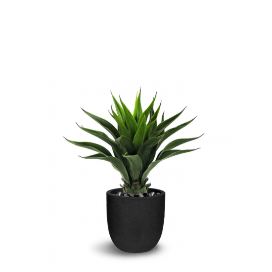 Plante Agave