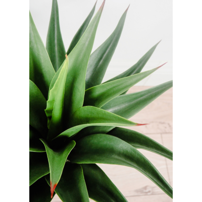 Plante Agave