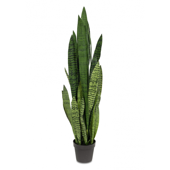 Plante Sansevieria