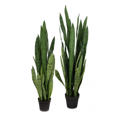 Plante Sansevieria