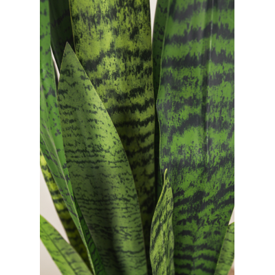 Plante Sansevieria