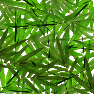 Murale Feuilles De Bambou