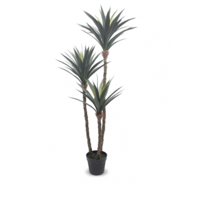 Dracaena en pot – Plante tropicale réaliste
