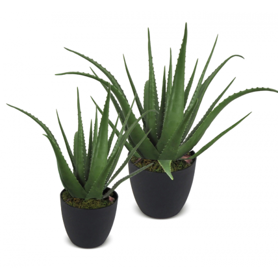 Aloès Artificiel – 2 Formats Disponibles