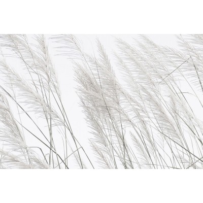 Murale Herbes Blanches – Élégance Naturelle