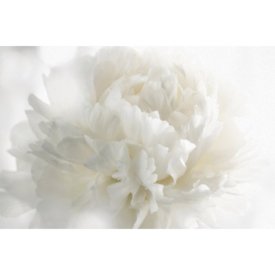 Murale Douceur Blanche – Fleur apaisante