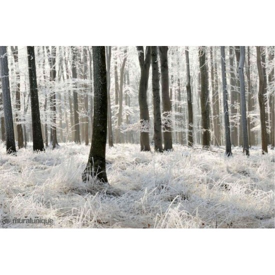 Murale Forêt Blanche 