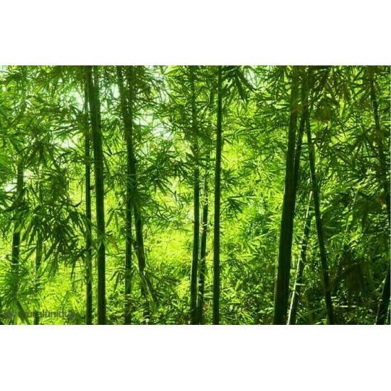 Murale Forêt De Bambou D'Asie 