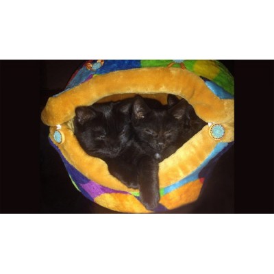 Coussin Coquille , face de chat (moyen)