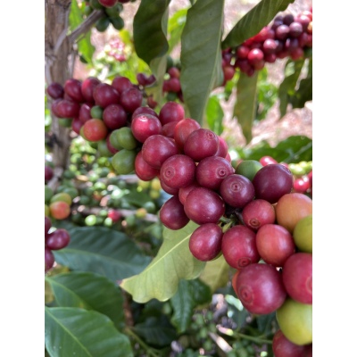 NICARAGUA FINCA LA VERONA ANAEROBIC COLOMBIA -...