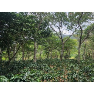 NICARAGUA FINCA LA VERONA ANAEROBIC COLOMBIA -...