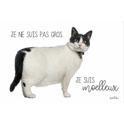  Coussin Je Ne Suis Pas Gros, Je Suis Moelleux 