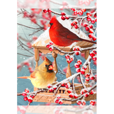 Cardinal dans les baies -