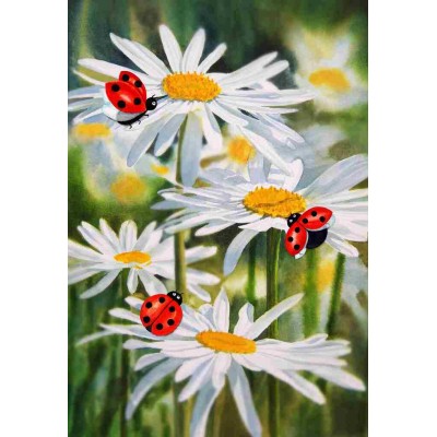 Marguerites et Coccinelles-