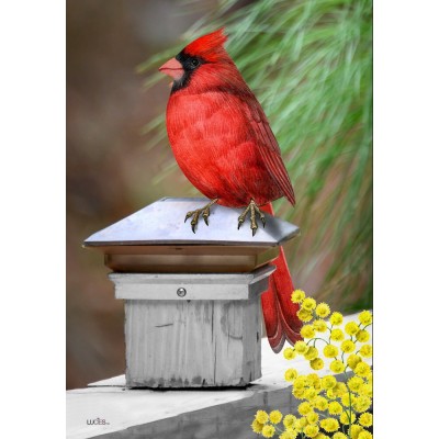 Le Cardinal sur la clotûre Le Cardinal sur la clotûre